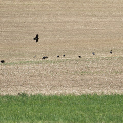 One corvidae flying to other black birds on the field.