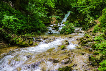 Mountain river flowing through the green forest.