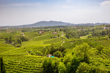Fototapeta na wymiar Panorama of vineyard county around Valdobbiadene