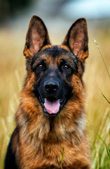 portrait of a german shepherd dog on the grass