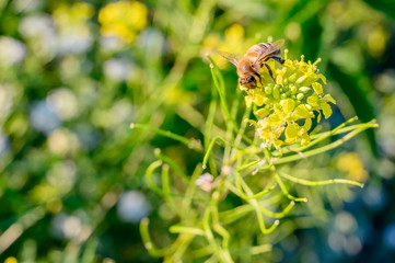 Honeybee on a blossom in the sun light while collecting nectar.
