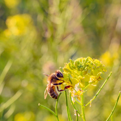 Honeybee on a blossom in the sun light while collecting nectar.