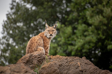 Lince boreal en el parque de la naturaleza de cabárceno espectacular felino © Ruten