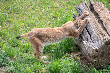 Lince boreal en el parque de la naturaleza de cabárceno espectacular felino