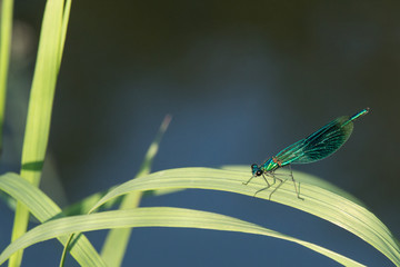 blaue Libelle am Flußufer