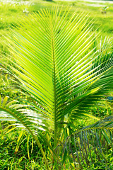 Leaves of coconut palm tree with sun across leaves
