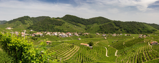 Fototapeta na wymiar Panorama of vineyard county around Valdobbiadene