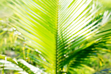 Leaves of coconut palm tree with sun across leaves