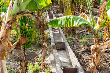 Irrigation canal for watering banana plantation in the Valle Gran Rey on La Gomera