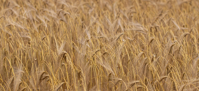 Wheat field. Ears of golden wheat close up. Background of ripening ears of meadow wheat field