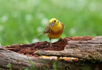 yellowhammer (Emberiza citrinella) close-up shot at different branches and logs from close range. Bright colors and detailed photos