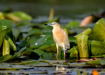 The squacco heron (Ardeola ralloides) stands on the leaves of aquatic plants and looks out for its prey in the rays of soft morning light.