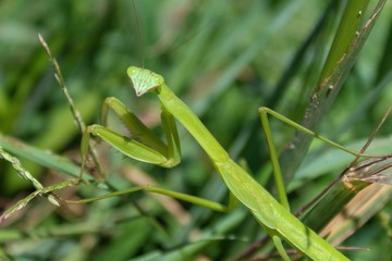 Praying Mantis Stagmomantis Carolina 