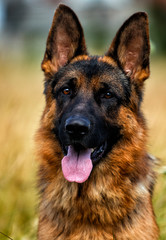 portrait of a german shepherd dog on the grass