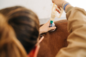 Brown Horse Receiving Cupping Treatment On Her Back in a stable. Equine physiotherapy.