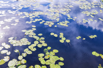 Obraz na płótnie Canvas Pond with water lilies reflected the sky.