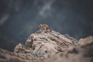 North American ground squirrel on mountain rocks
