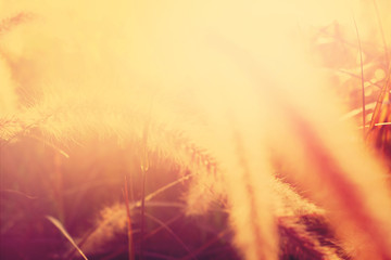 Light through summer grass bokeh Natural background