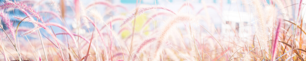 Light through summer grass bokeh Natural background