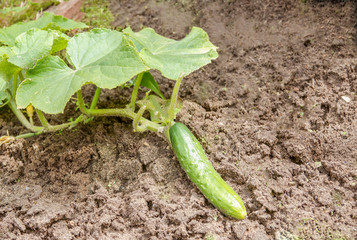 Green cucumber grows on the farm, waiting for its maturation, the concept of organic food and healthy eating.