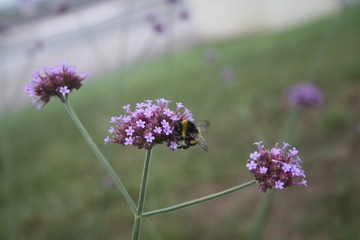 fleurs 
