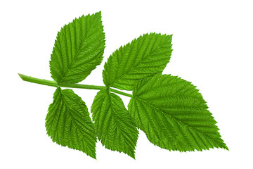 Raspberry leaf  on white