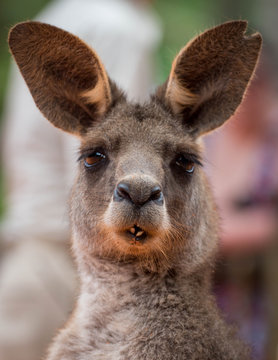 Kangaroo Face Images – Browse 9,292 Stock Photos, Vectors, and Video |  Adobe Stock