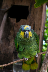 Cotorra o loro posando en una rama
