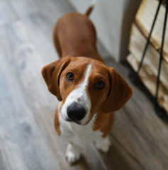 Drever, breed of dog, short-legged scenthound from Sweden used for hunting deer and other game. Drever is descended from Westphalian Dachsbracke