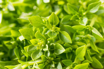Fototapeta na wymiar Raw Green Organic Spicy Greek Basil