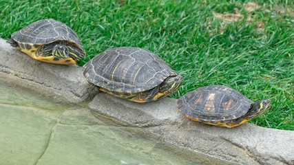 Tre tartarughe in fila