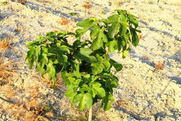 Jeune figuier au soleil