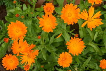 Pot Marigold, Calendula officinalis close up. Raindrops in petals, selective focus. Pot Marigold raindrops.