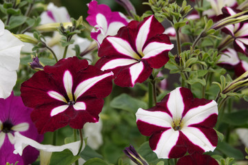 Petunia plant with lilac flowers. Closeup Petunia flowers. Purple Petunia flowers.