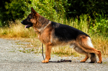german shepherd dog standing sideways on the grass
