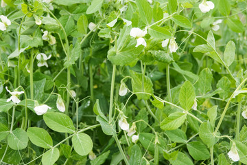 Organic produce of food peas in garden.