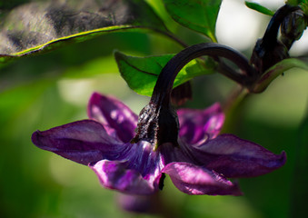 purple chili blossom in close up view  