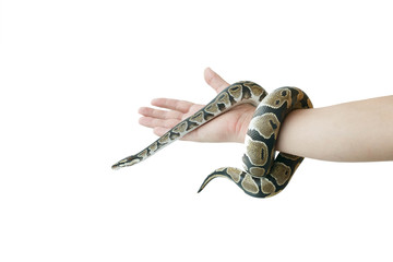 Naklejka premium The image of the royal or ball python on the hand of man