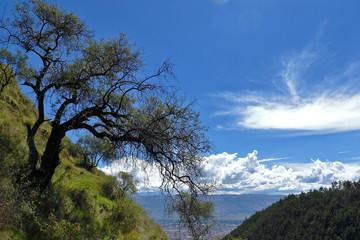 Tree on top of the mountain above the horizon