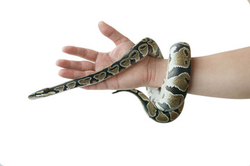 The image of the royal or ball python on the hand of man
