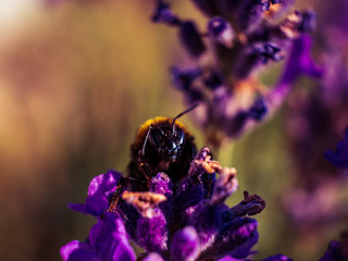 Close Up bumblebee at Lavender in Bokeh Style