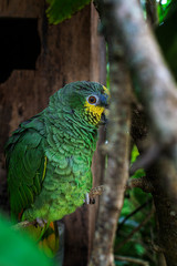 Cotorra o loro posando en una rama