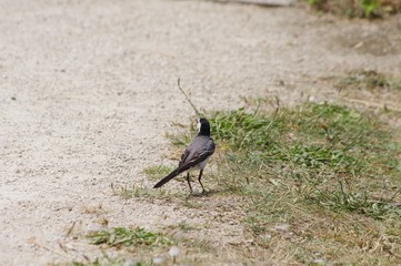 Une bergeronnette grise