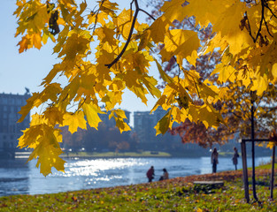 Young woman girl standing under autumn yellow leaves on maple branches against the blurred background of the river.