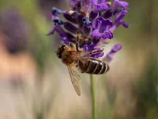 Close Up Bee at Lavender in Bokeh Style