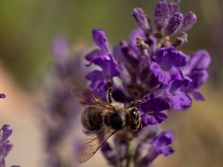 Close Up Bee at Lavender in Bokeh Style