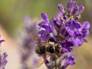 Close Up Bee at Lavender in Bokeh Style