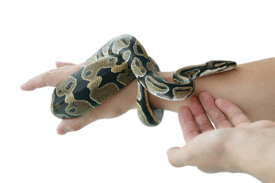 The image of the royal or ball python on the hand of man