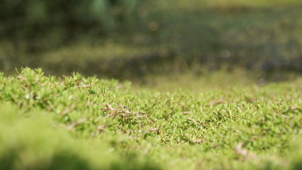moss on green background