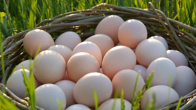 Picturesque scene of large homemade chicken eggs with a hand-made wicker nest on green grass in the rays of the sun in spring or summer close up view.